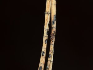 Lophodermium pinastri - Pine Needle Split - barrsprickling