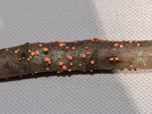 Nectria cinnabarina - Coral Spot - cinnobergömming