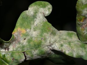Ramularia endophylla - bladprick