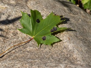 Rhytisma acerinum - Sycamore Tarspot - lönntjärfläck