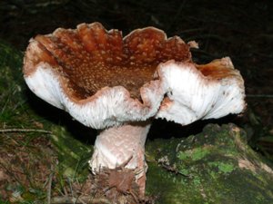 Amanita rubescens - Blusher - rodnande flugsvamp