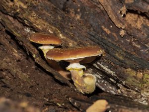 Armillaria lutea - Bulbous Honey Fungus - klubbhonungsskivling