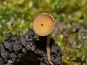 Ciboria amentacea - Alder Goblet - hängeskål
