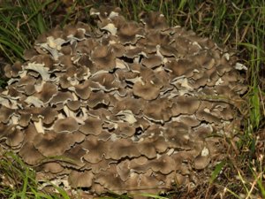 Cladomeris umbellata - Umbrella Polypore - grenticka