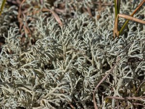Cladonia arbuscula - Reindeer Lichen - gulvit renlav