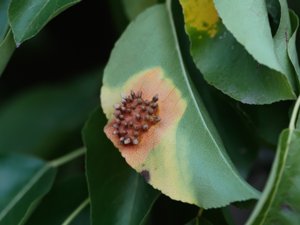 Gymnosporangium sabinae - Pear Rust - päronrost