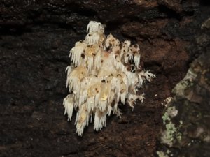 Hericium coralloides - Coral Tooth - koralltaggsvamp