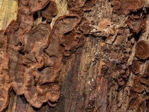 Hymenochaete rubiginosa - Oak Curtain Crust - rostöra