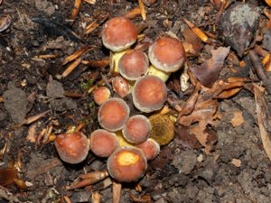 Hypholoma lateritium - Brick Tuft - tegelröd slöjskivling
