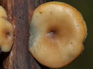 Lentinus brumalis - Winter Polypore - vinterticka