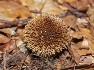 Lycoperdon echinatum - Spiny Puffball - igelkottsröksvamp
