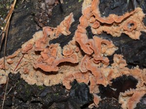 Merulius tremellosus - Jelly Rot - dallergröppa