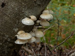 Mucidula mucida - Porcelain Fungus - porslinsskivling