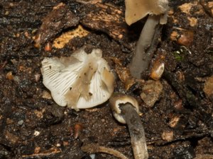 Mycena galericulata - Common Bonnet - rynkhätta