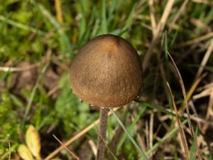 Panaeolus papilionaceus - Petticoat Mottlegill - gråbroking