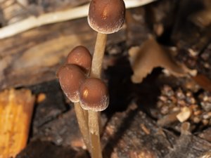 Parasola conopilus - Conical Brittlestem - chokladspröding