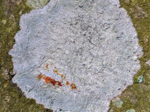 Phlyctis argena - Whitewash Lichen - blemlav