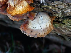 Pleurotus ostreatus - Oyster Mushroom - ostronmussling