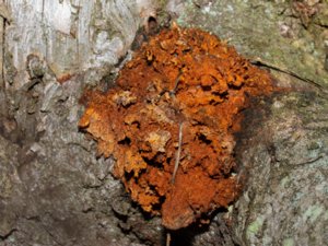 Pycnoporellus fulgens - brandticka