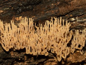 Ramaria stricta - Upright Coral Fungus - rak fingersvamp