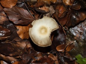 Rhodocollybia butyracea - Butter Cap - mörk nagelskivling