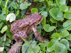 Bufo bufo - Common Toad - vanlig padda
