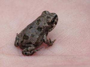 Bufotes variabilis - Variable Toad - grönfläckig padda