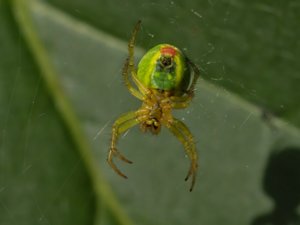 Araniella cucurbitina - Cucumber Green Spider - lövgurkspindel