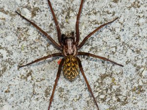 Eratigena atrica - Giant House Spider - större husspindel