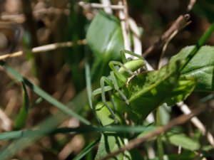 Micrommata virescens - Green Huntsman Spider - grön bladspindel