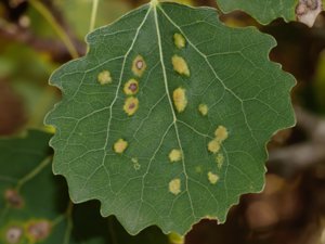 Phyllocoptes populi - vit aspfilt