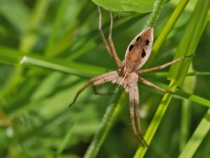 Pisaura mirabilis - Nursery Web Spider - presentspindel