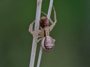 Xysticus ulmi - Swamp Crab Spider - kärrkrabbspindel