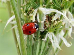 Adalia bipunctata - 2-spot Ladybird - tvåprickig nyckelpiga
