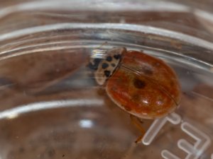 Adalia decempunctata - 10-spot Ladybird - tioprickig nyckelpiga