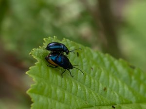 Agelastica alni - Alder Leaf Beetle - allövbagge
