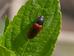 Ampedus sanguinolentus - Click Beetle - svartfläckad rödrock