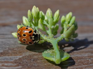 Anatis ocellata - Eyed Ladybird - ögonfläckig nyckelpiga