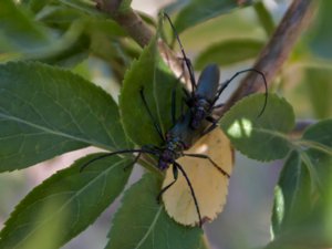 Aromia moschata - Musk Beetle - myskbock