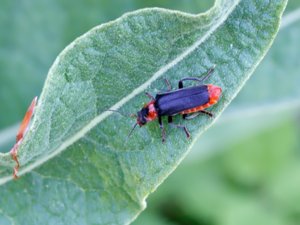 Cantharis fusca - Great Soldier Beetle - stor flugbagge