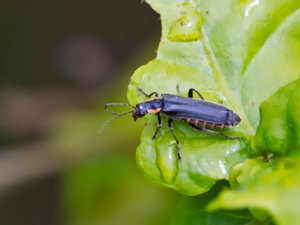 Cantharis obscura - Black Soldier Beetle - mörk flugbagge