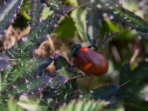 Chrysomela populi - Poplar Leaf Beetle - aspglansbagge