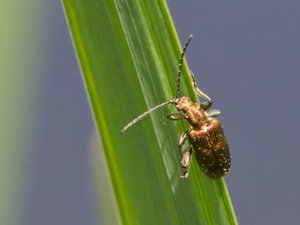Donacia - Reed Beetle - bladbagge