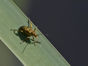 Donacia bicolora - Two-tone Reed Beetle - guldrörbock