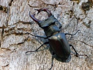 Lucanus cervus - Stag Beetle - ekoxe