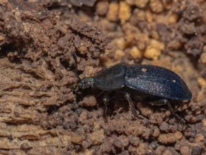Phosphuga atrata - Black Carrion Beetle - snäckjägare