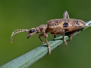 Rhagium mordax - Blackspotted Pliers Support Beetle - lövträdlöpare