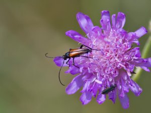 Stenurella melanura - Black-striped Longhorn Beetle - ängsblombock