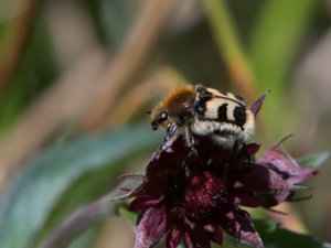 Trichius fasciatus - Bee Beetle- humlebagge