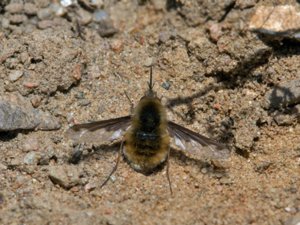 Bombylius major - Large Bee Fly - stor svävfluga